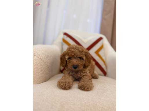 Poodle gibi Maltipoo 