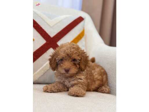 Kıvırcık Maltipoo 