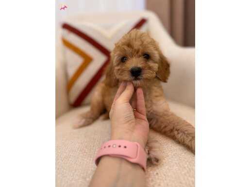 Minik Maltipoo yavrum 