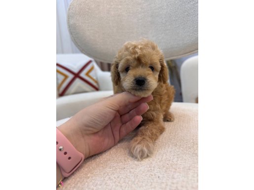 Orjinal Maltipoo 