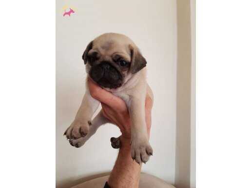 Orjinal pug bebekler 