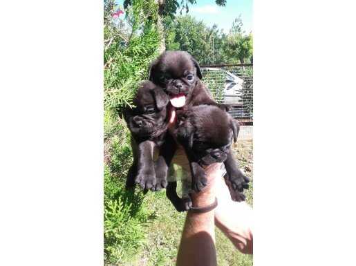Siyah pug 