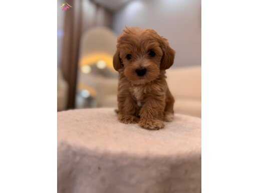 Minik Maltipoo bebeklerim 