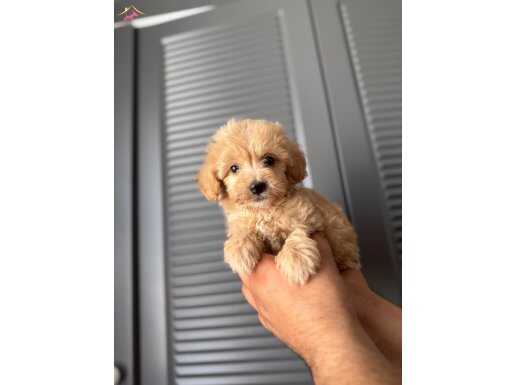Minik Maltipoo bebeğim 