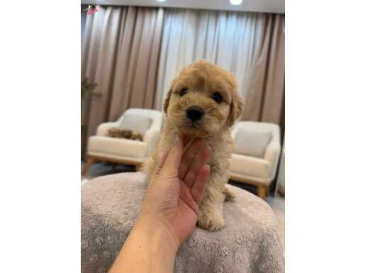 Minik Maltipoo yavrum 