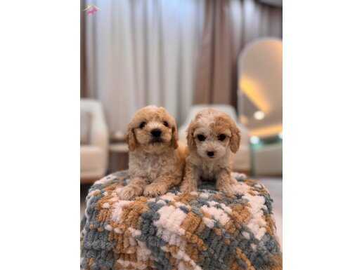 Kıvırcık Maltipoo 