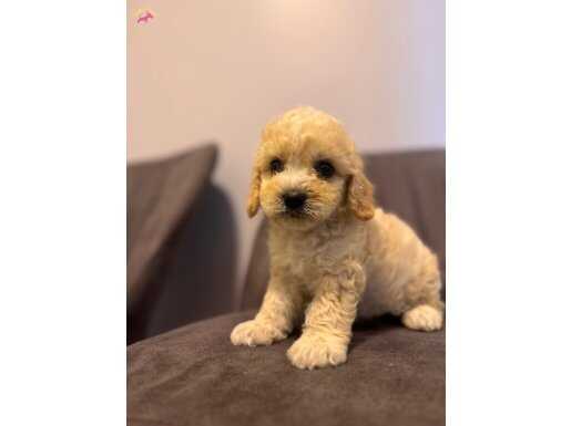 Maltipoo bebeğim 