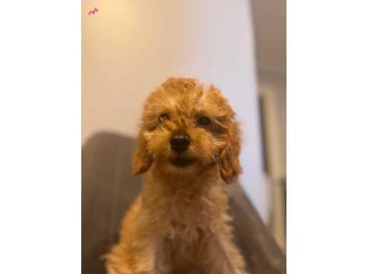 Maltipoo bebeğim 