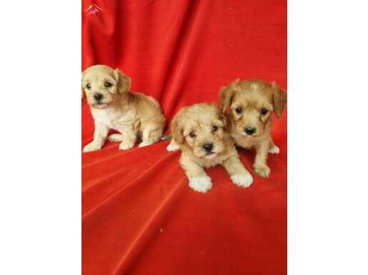 Minik maltipoo
