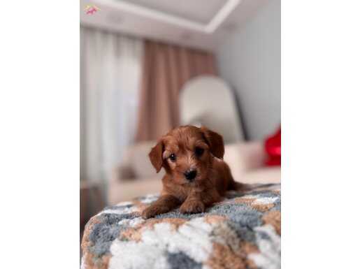 Red Maltipoo 
