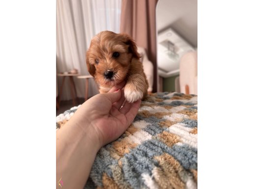 Minik maltipoo