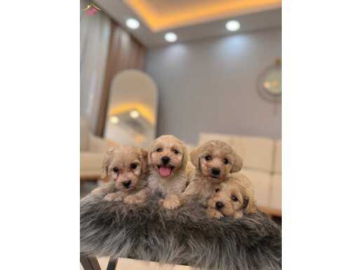Bebek surat Maltipoo bebeklerim 