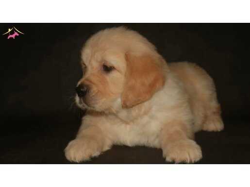 Baby face golden 