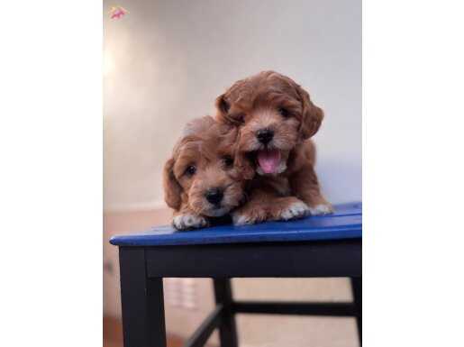 Orjinal Maltipoo bebekler 