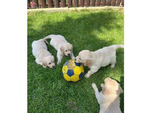 Bebek gibi golden 