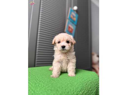 Küçük Maltipoo 