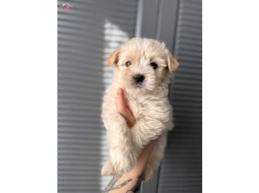 Güzeller güzeli bebeğim 