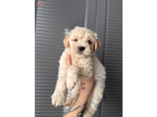 Minik Maltipoo bebeğim 