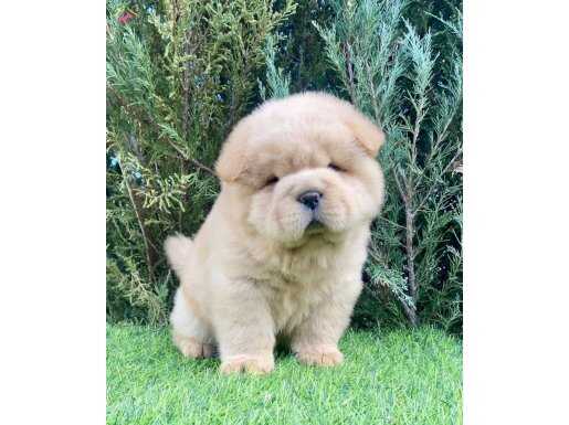 Tosun gibi ayıcıklar 