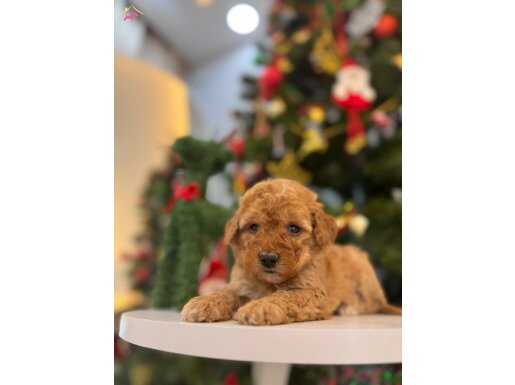 Orjinal Maltipoo bebeklerim 