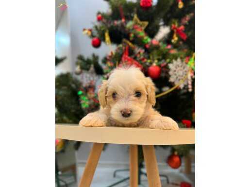 İstanbul içi kapıda ödeme imkanı ile eve teslim 