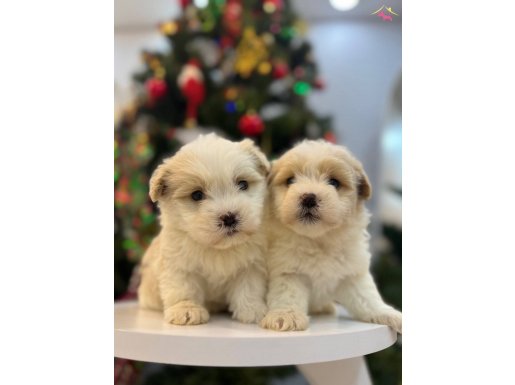 Çiş eğitimi desteğiyle 