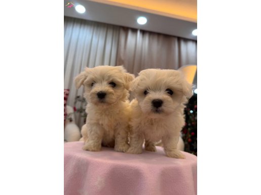 Süt Beyaz Maltese Terrier