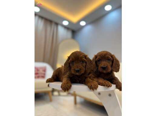 Kızıl Kahve Maltipoo Yavruları | Ev Ortamında Sosyalleşmiş Bebekler