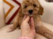Minik Maltipoo yavrum 