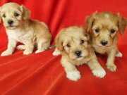 Minik maltipoo