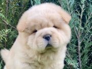 Tosun gibi ayıcıklar 