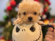 Fincan Maltipoo bebekler 