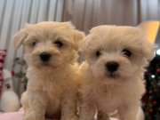 Süt Beyaz Maltese Terrier