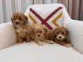 Kahverengi Maltipoo bebeklerim 