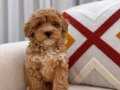 İpek gibi Maltipoo bebeğim 