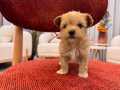 Bebek surat Maltipoo yavrum 