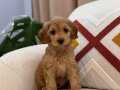Orjinal Maltipoo bebeğim 