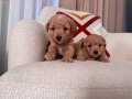Kıvırcık Maltipoo bebeğim 