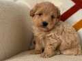 Baby face Maltipoo yavrum 
