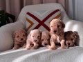 Maltipoo bebeklerim 