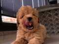 Güzeller güzeli Maltipoo 