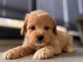 Orjinal Maltipoo 