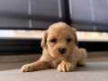 Minik maltipoo