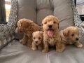 Orjinal Maltipoo bebekler 