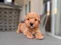 Kıvırcık Maltipoo bebeğim 