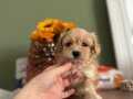 Orjinal Maltipoo bebeklerim 