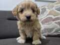 Minnoş Maltipoo bebeklerim 
