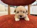 Maltipoo bebeklerim 