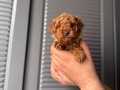 Orjinal poodle bebeklerim 