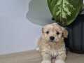 Minnoş maltipoo 